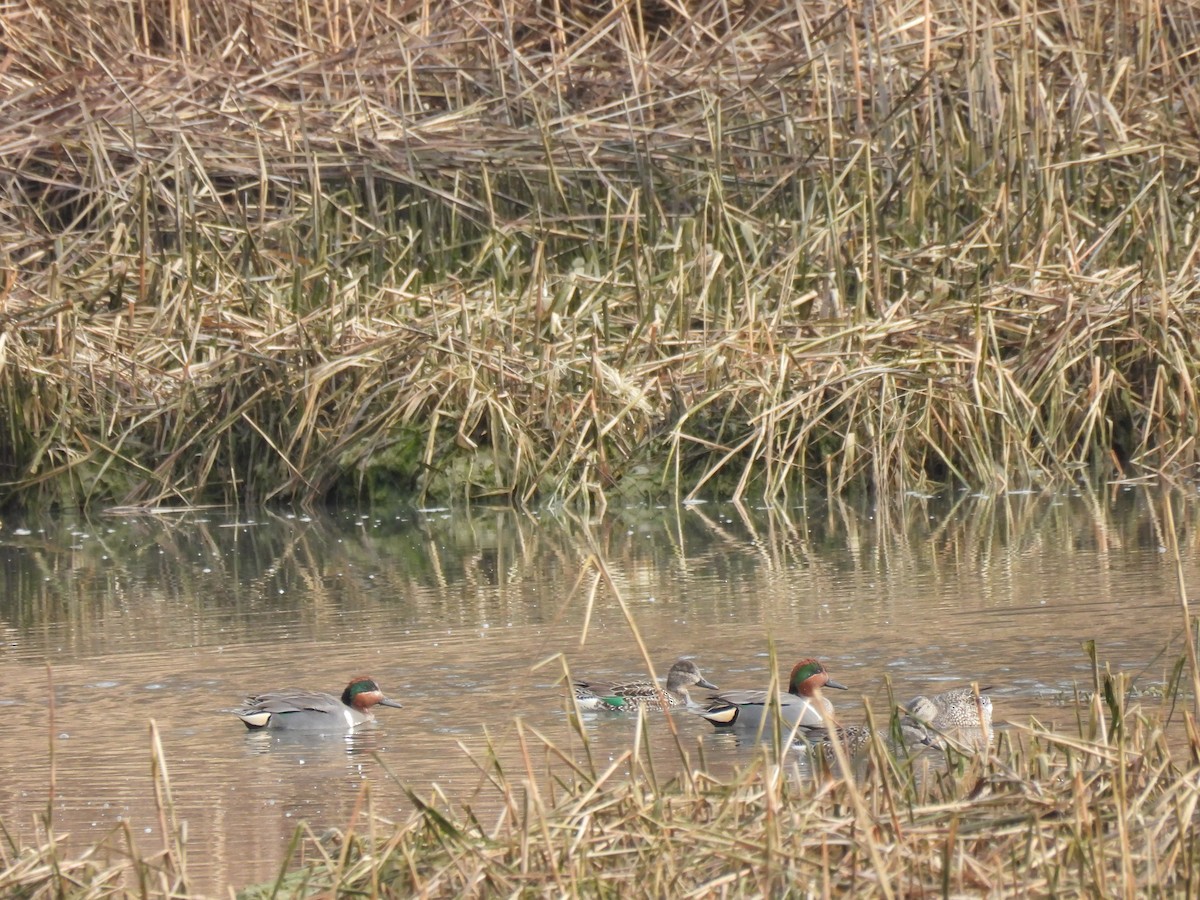 Green-winged Teal - ML615215585