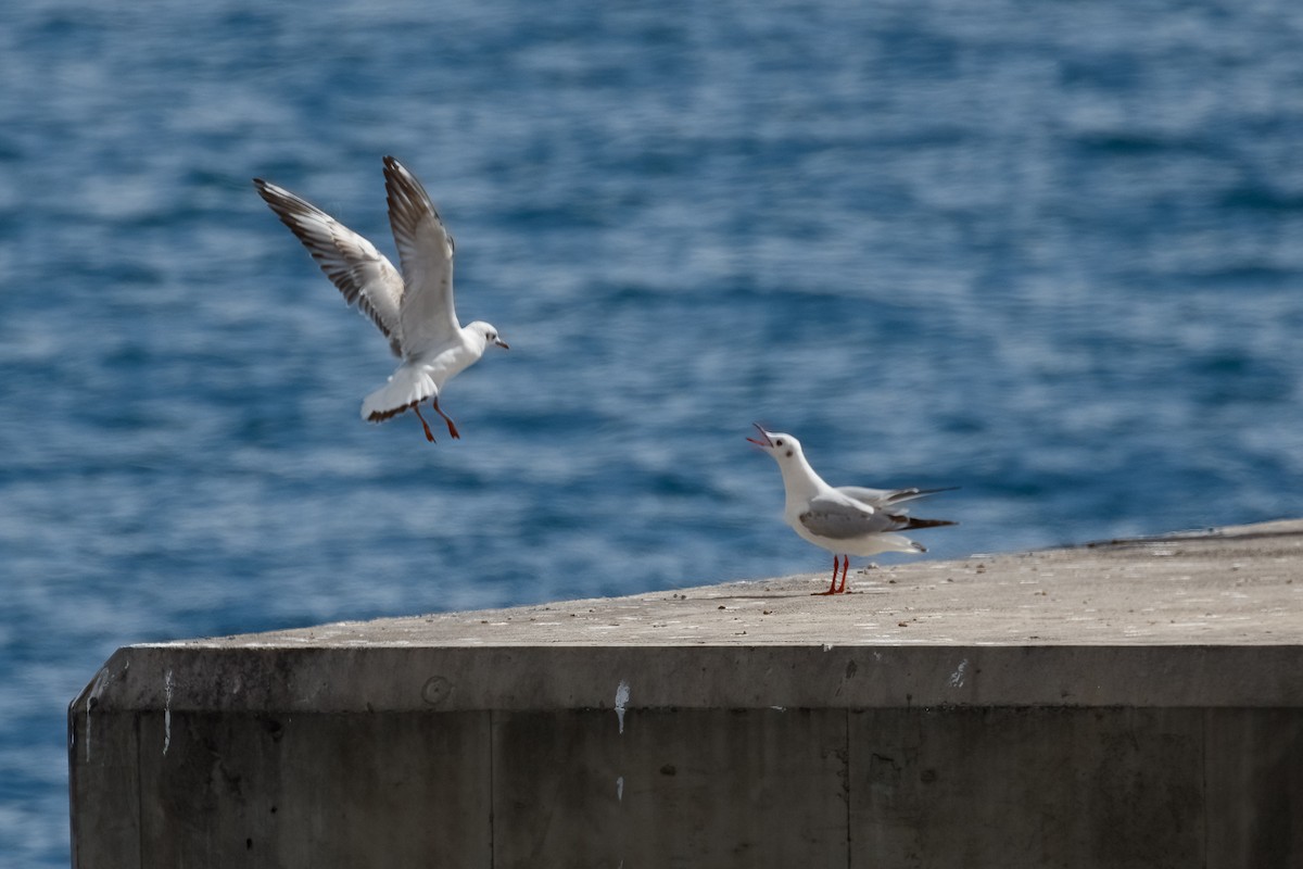 Black-headed Gull - ML615215595