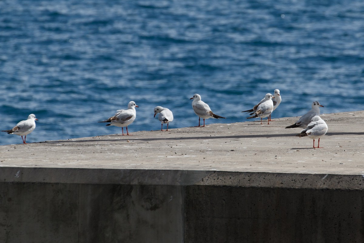 Black-headed Gull - ML615215596