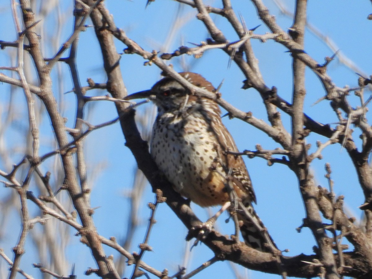 Cactus Wren - ML615215612