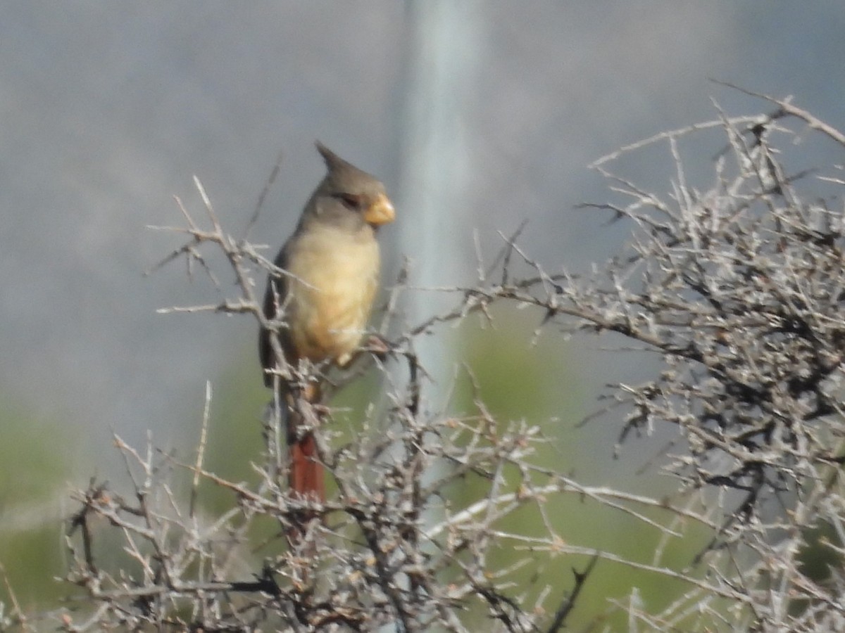 Pyrrhuloxia - ML615215620