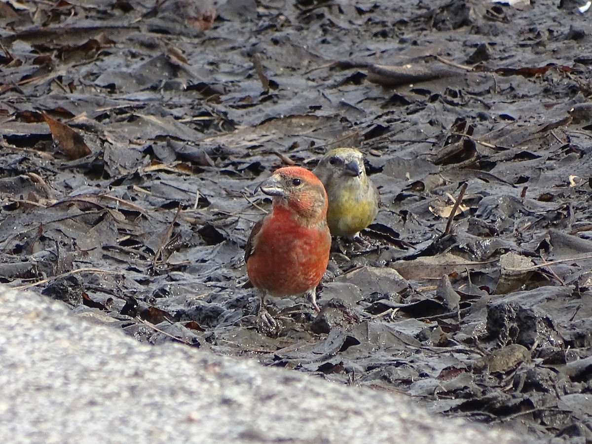 Red Crossbill - ML615215670