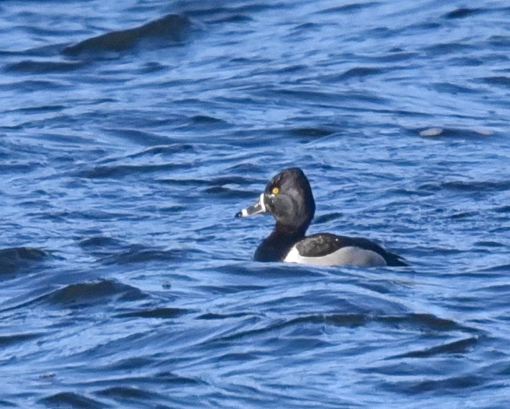 Ring-necked Duck - Barb and Lynn