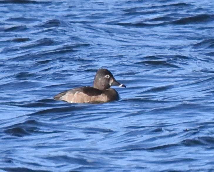 Ring-necked Duck - Barb and Lynn