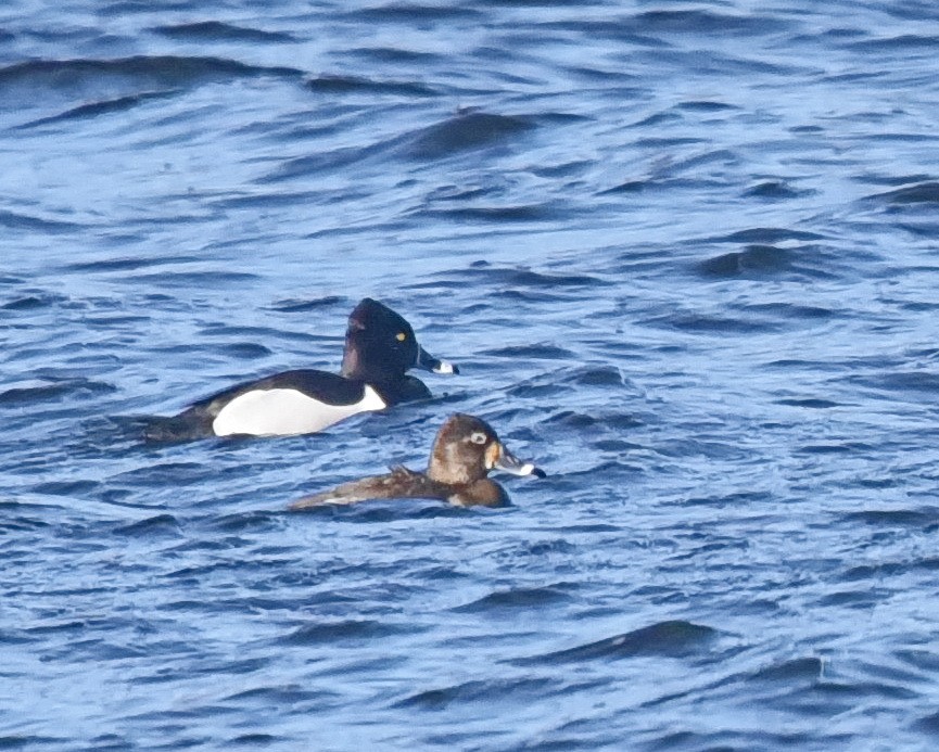 Ring-necked Duck - Barb and Lynn