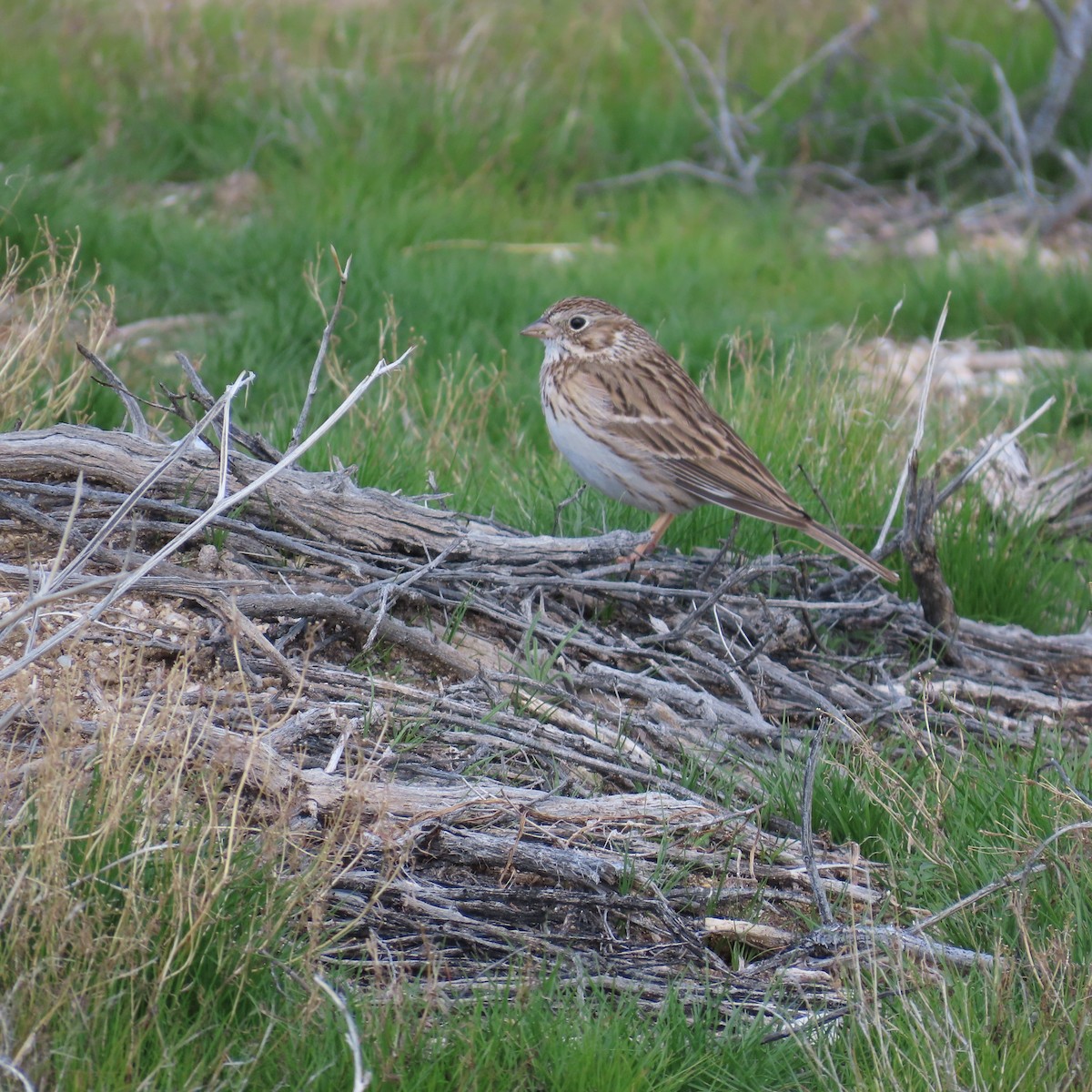 Vesper Sparrow - ML615215737