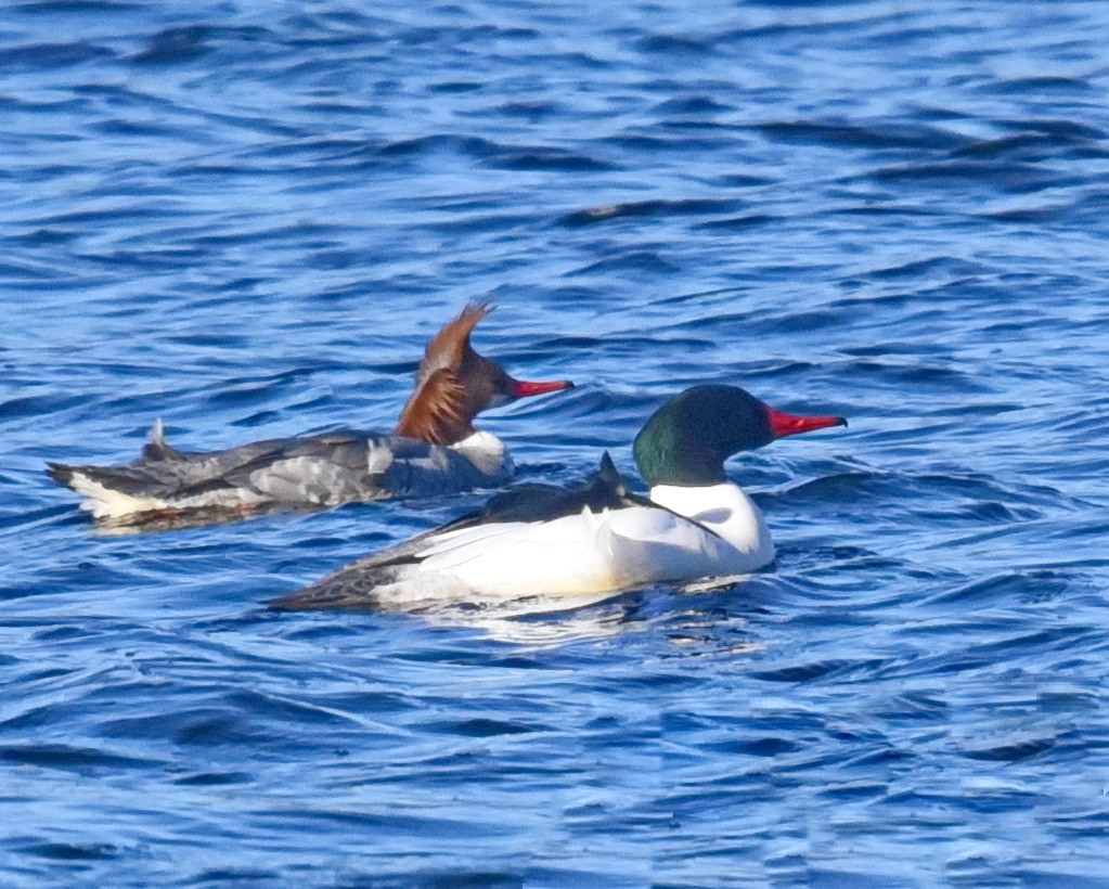 Common Merganser - Barb and Lynn