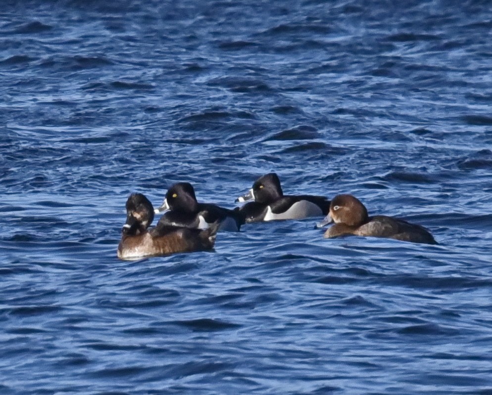 Ring-necked Duck - Barb and Lynn