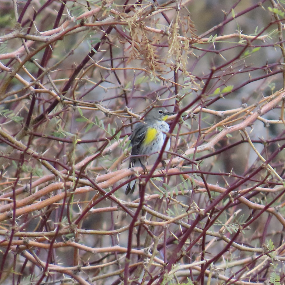 Yellow-rumped Warbler (Audubon's) - ML615215768