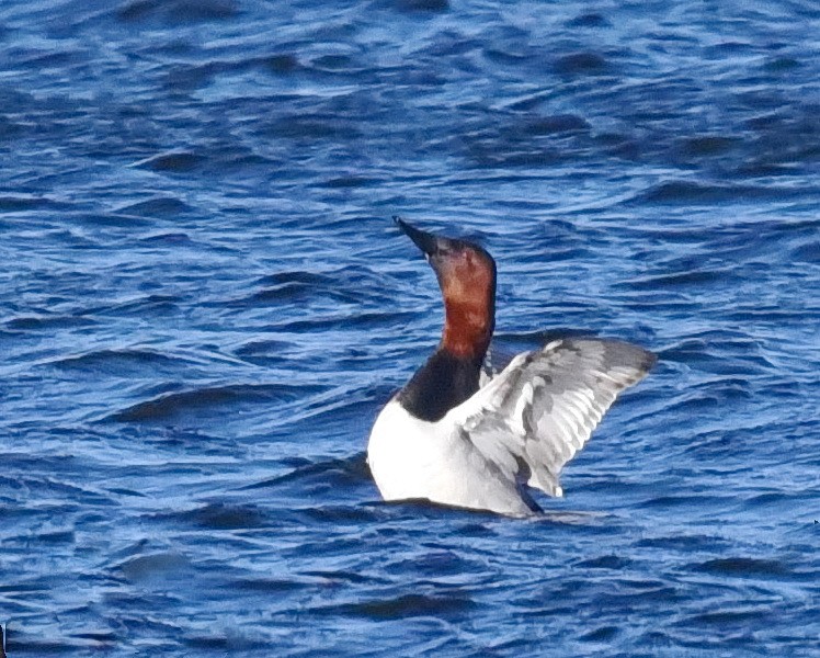 Canvasback - Barb and Lynn