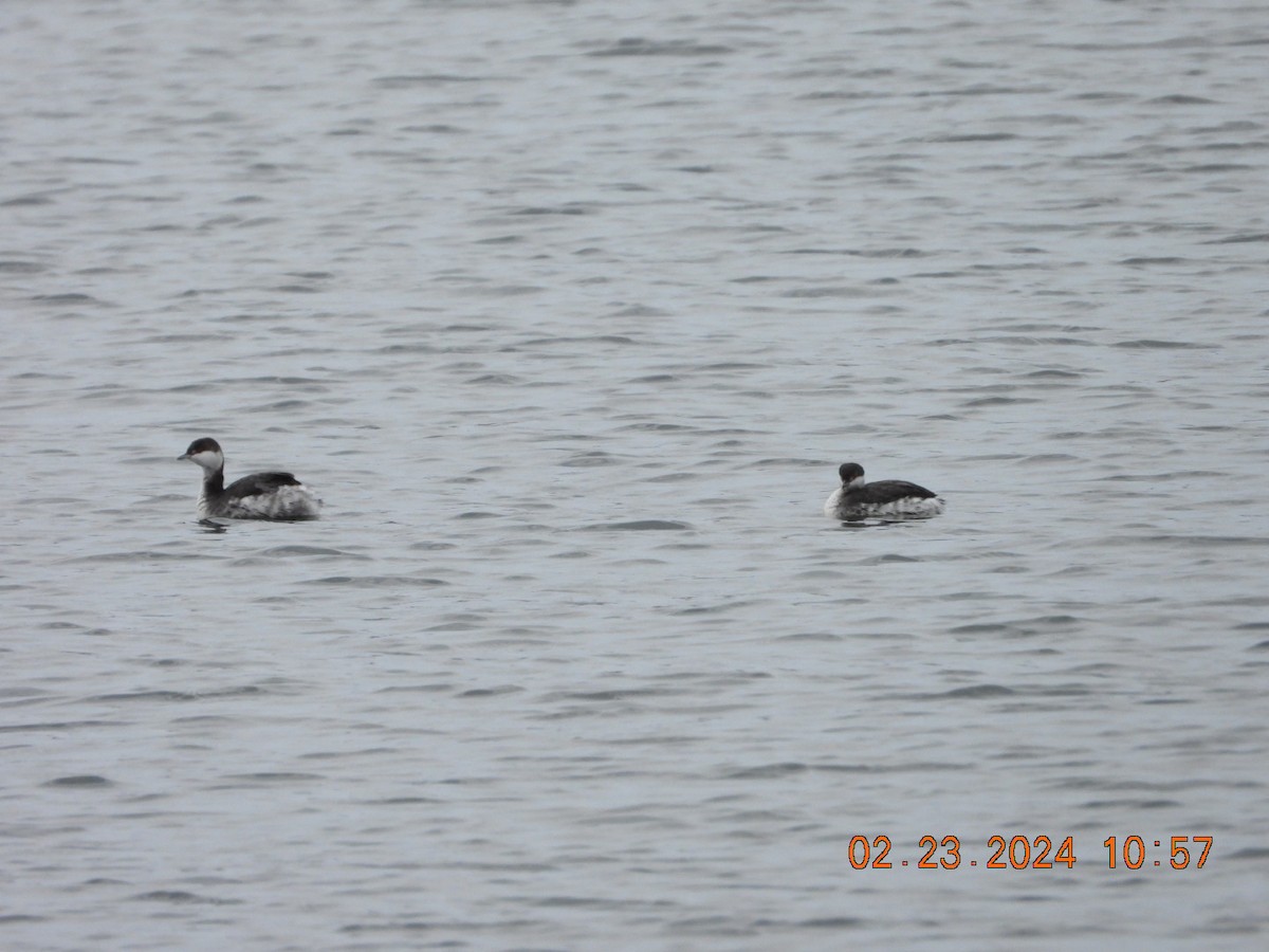 Horned Grebe - ML615215784