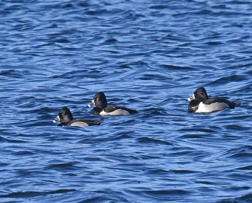 Ring-necked Duck - Barb and Lynn