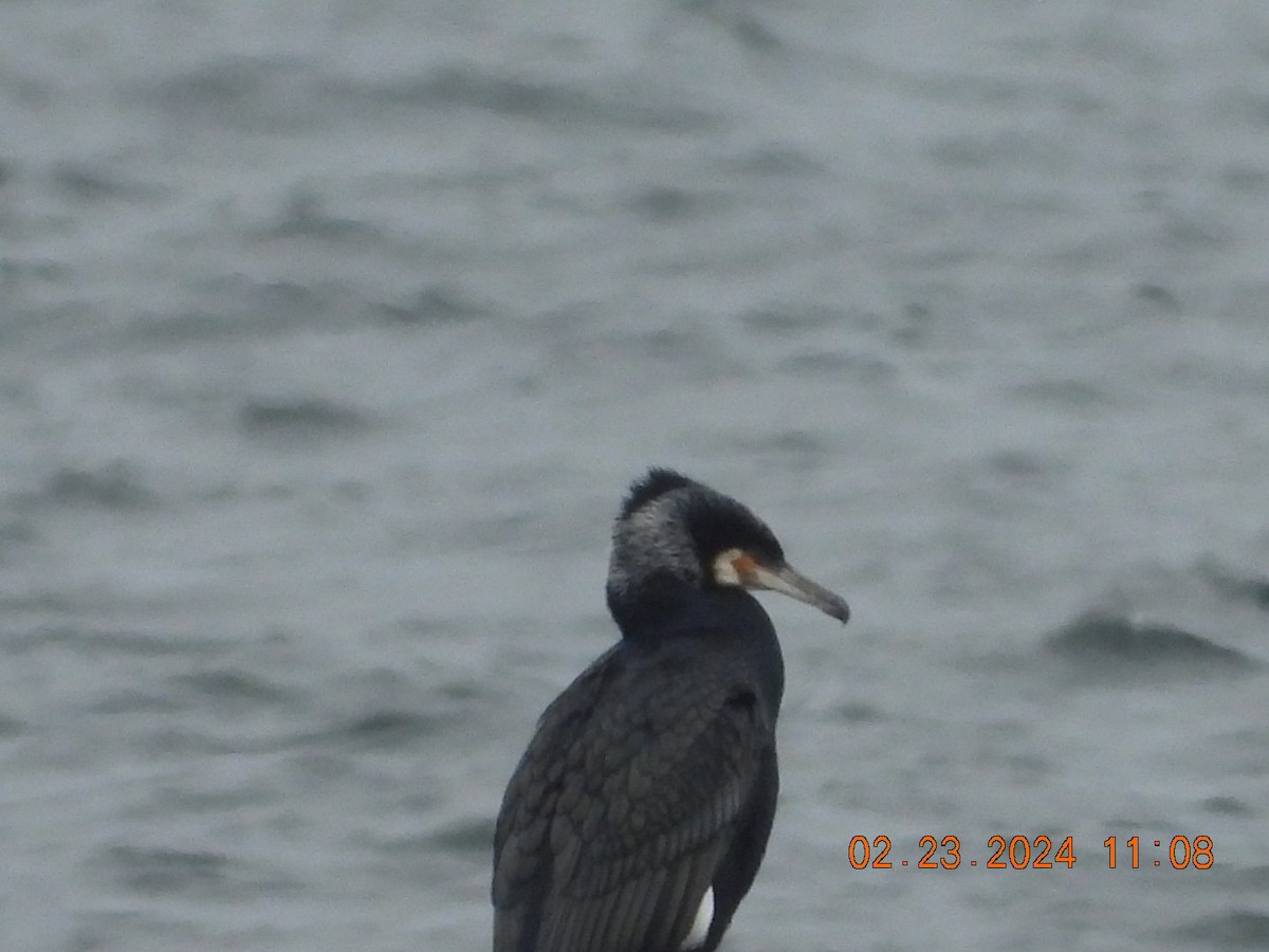 Great Cormorant - ML615215800