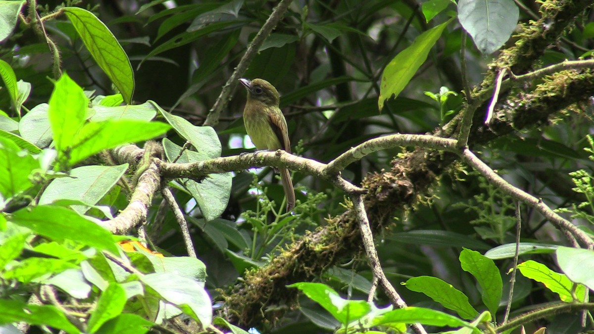 Fulvous-breasted Flatbill - Fred Tilly