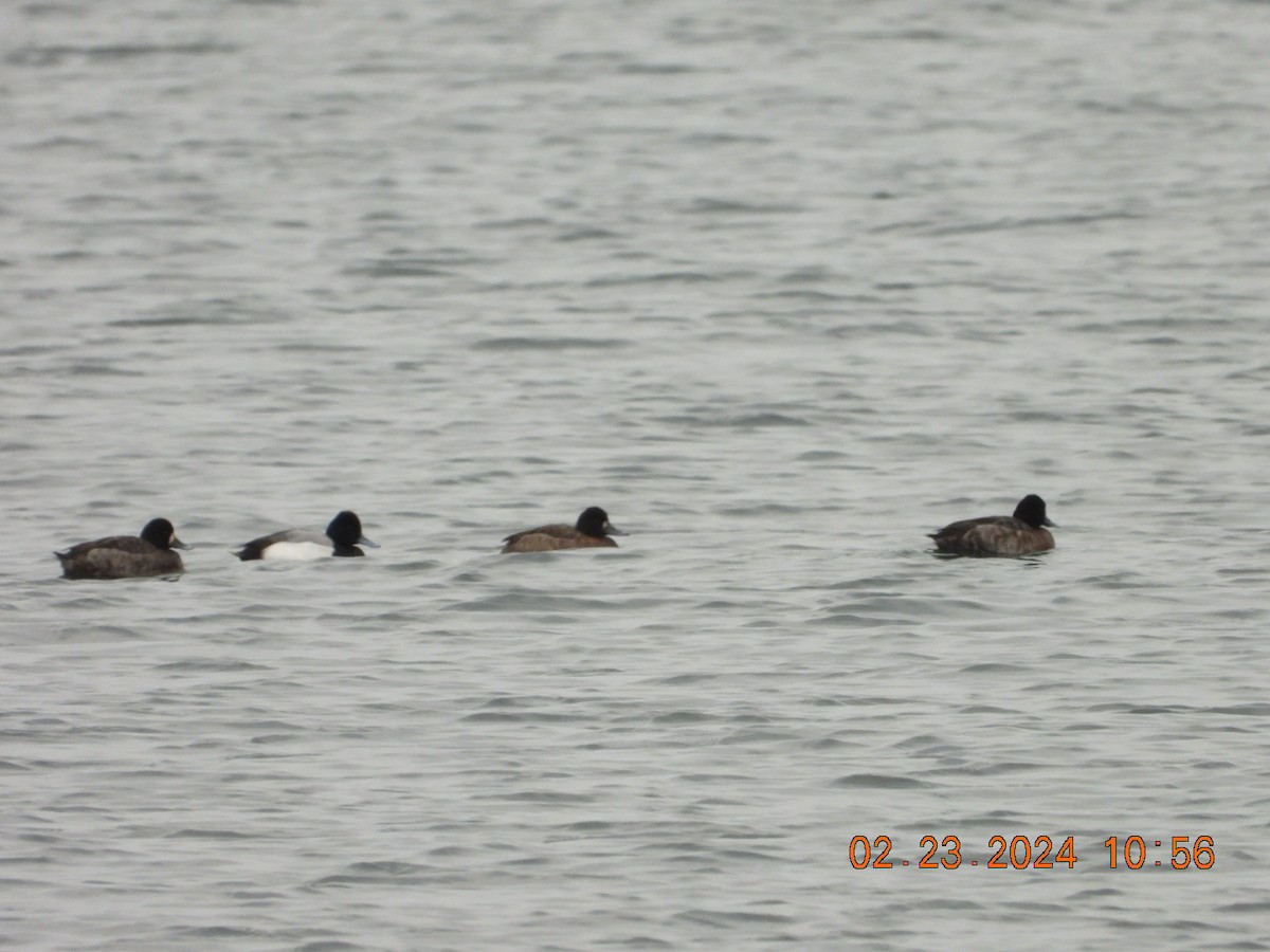 Greater Scaup - ML615215829