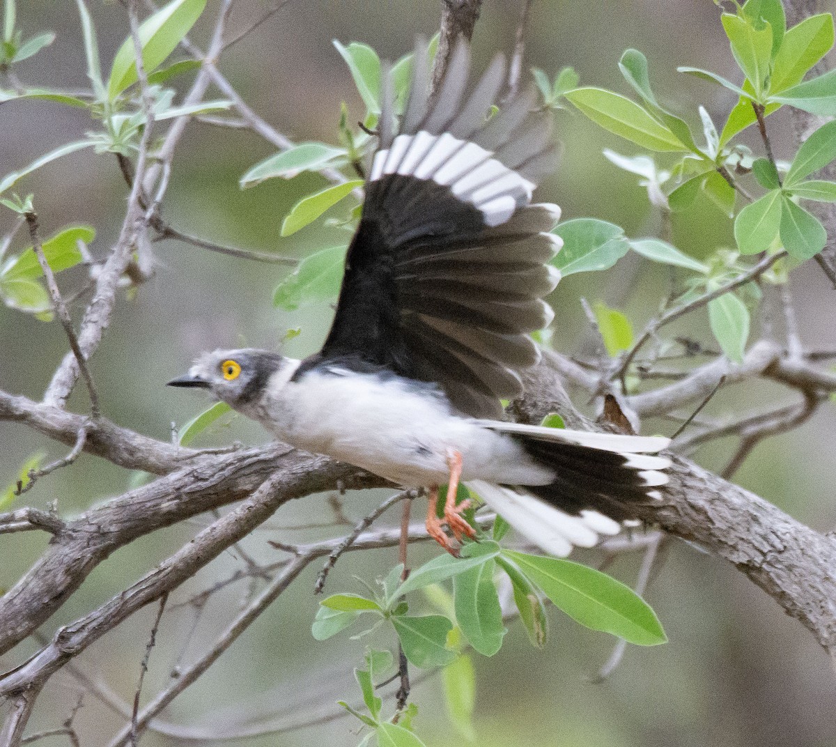 White Helmetshrike (Yellow-eyed) - ML615215855