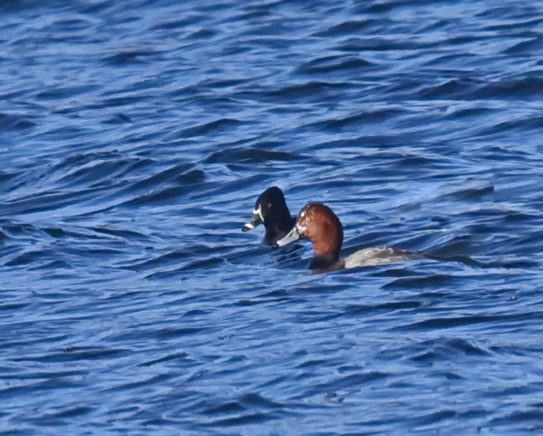 Redhead - Barb and Lynn