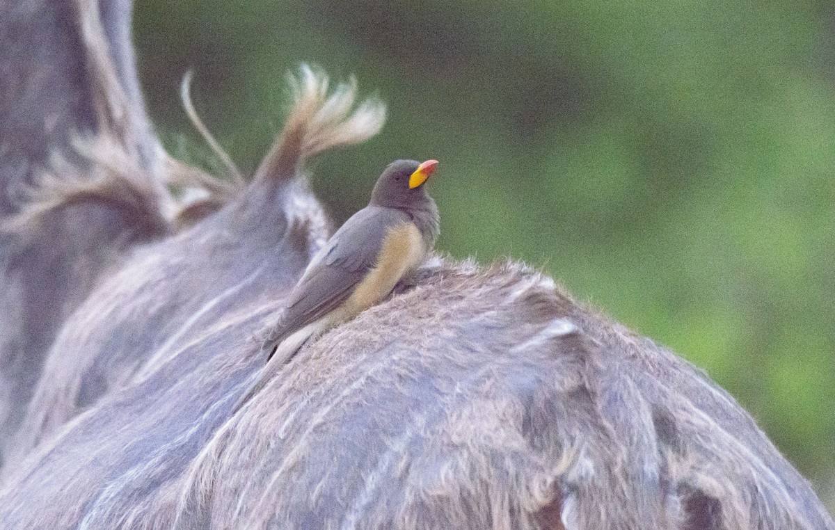 Yellow-billed Oxpecker - ML615215873