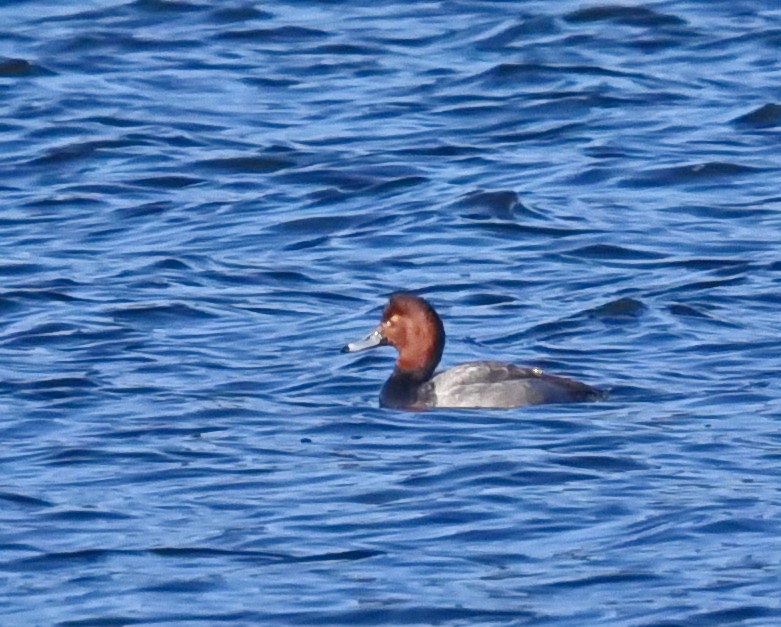 Redhead - Barb and Lynn