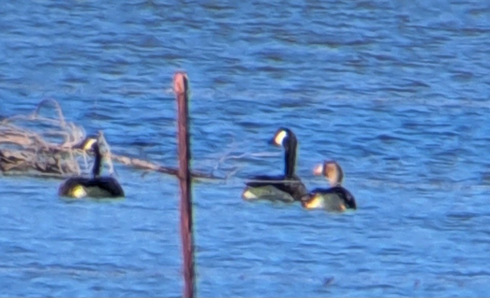 Greater White-fronted Goose - ML615215954