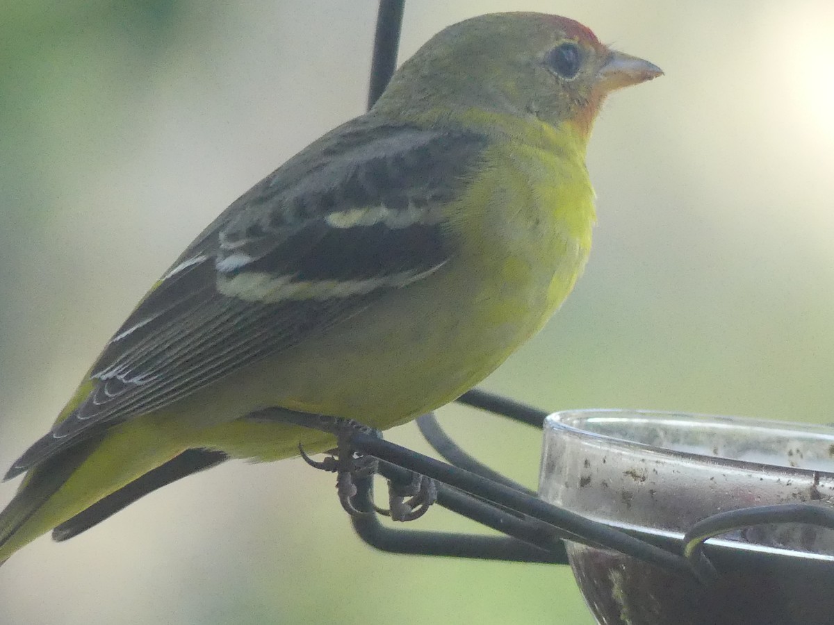 Western Tanager - ML615216002