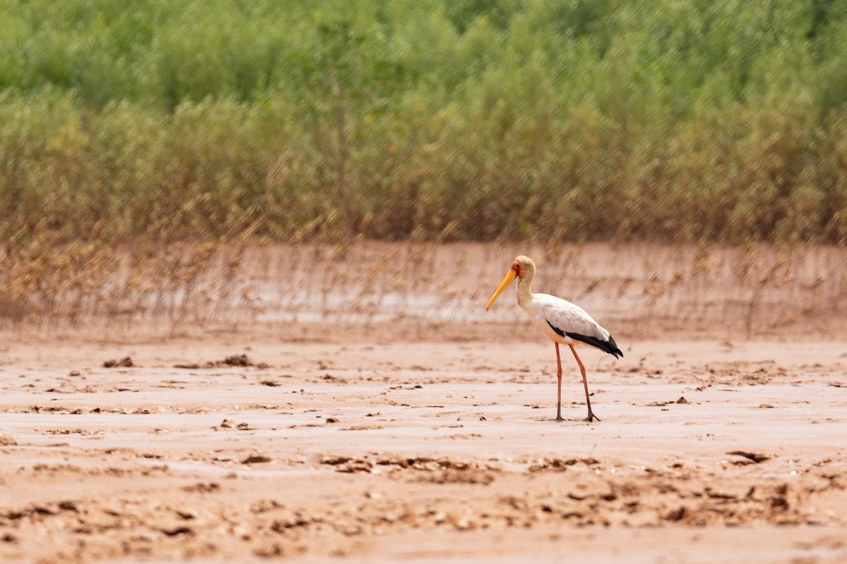 Yellow-billed Stork - Josh Engel