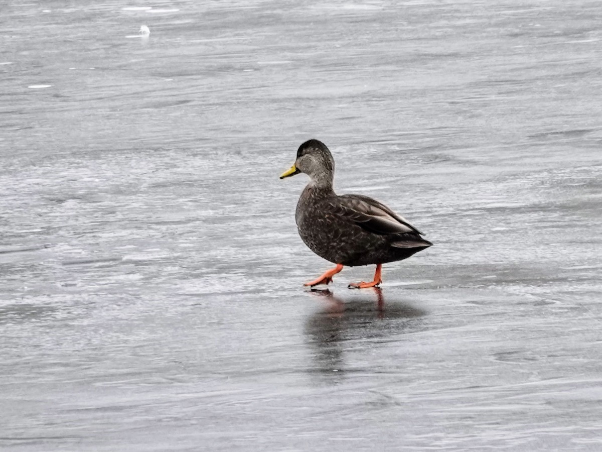 American Black Duck - Celeste Echlin