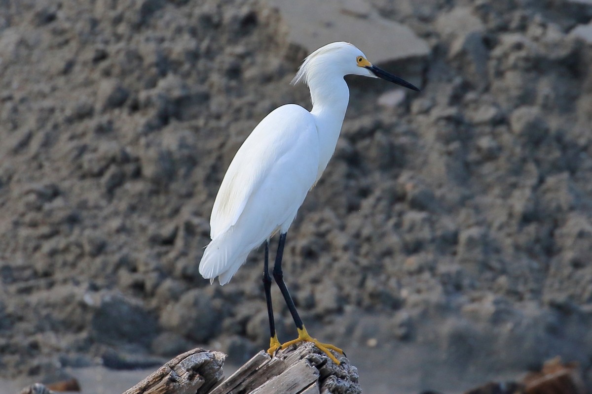 Snowy Egret - ML615216062