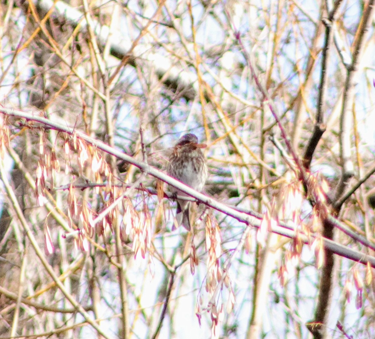 Purple Finch - ML615216085