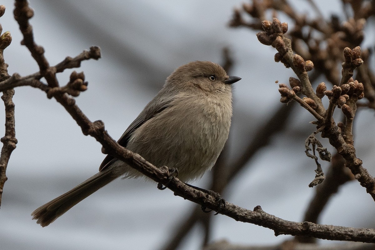 Bushtit (Pacific) - James Castle Gaither Jr