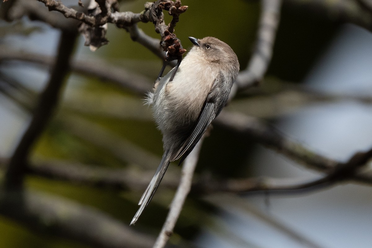 Bushtit (Pacific) - ML615216110