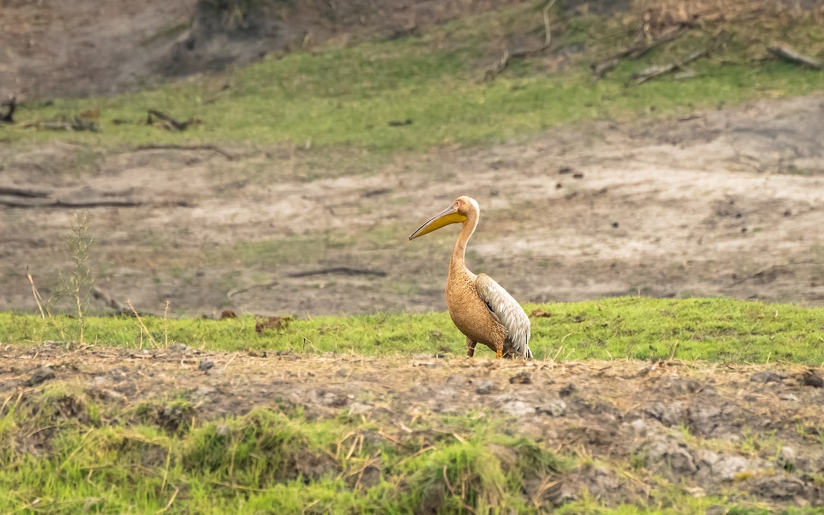 Great White Pelican - ML615216113