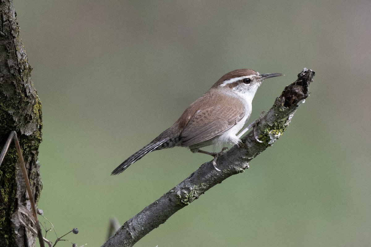 Bewick's Wren - ML615216115