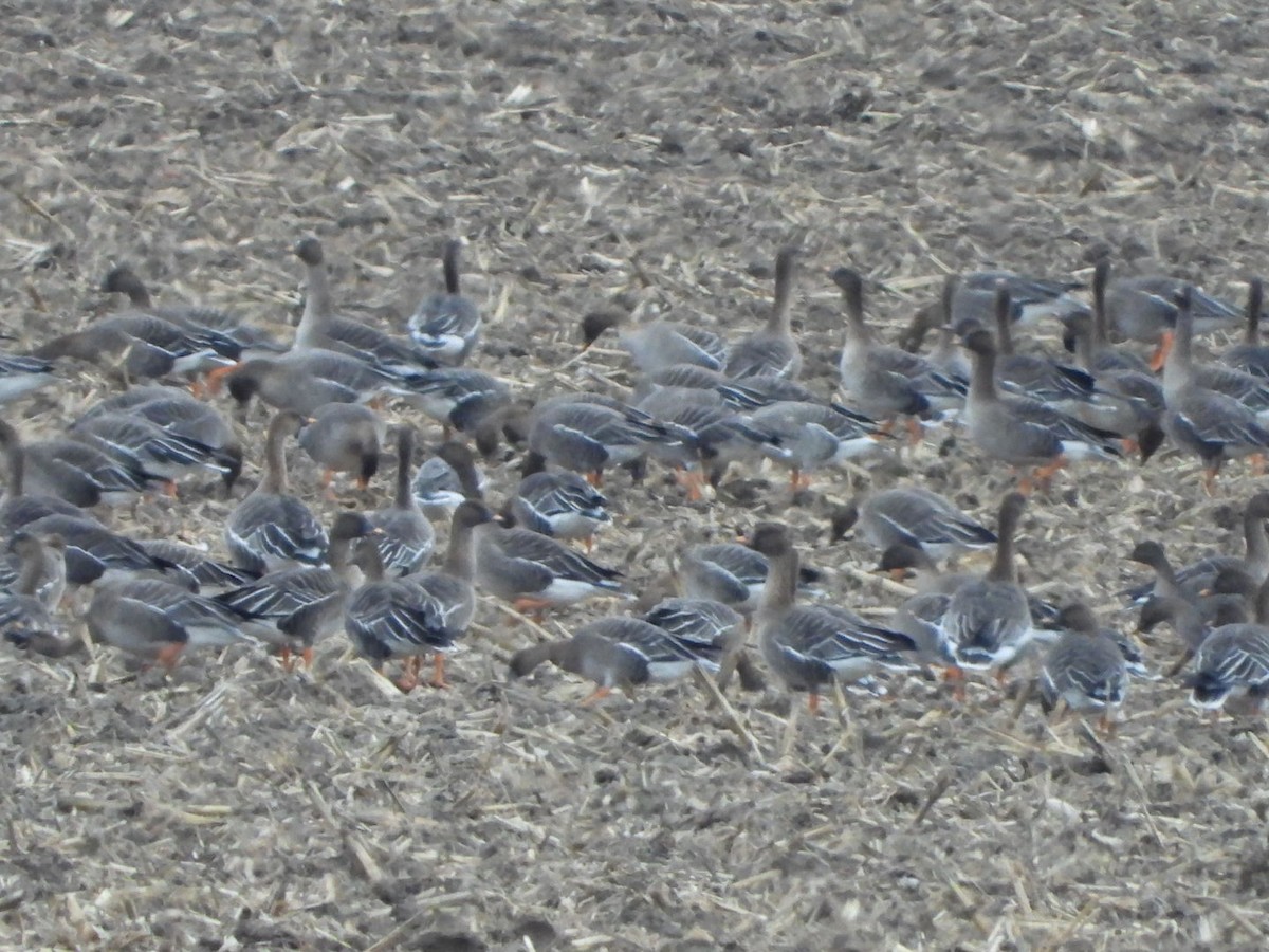 Tundra Bean-Goose - ML615216121