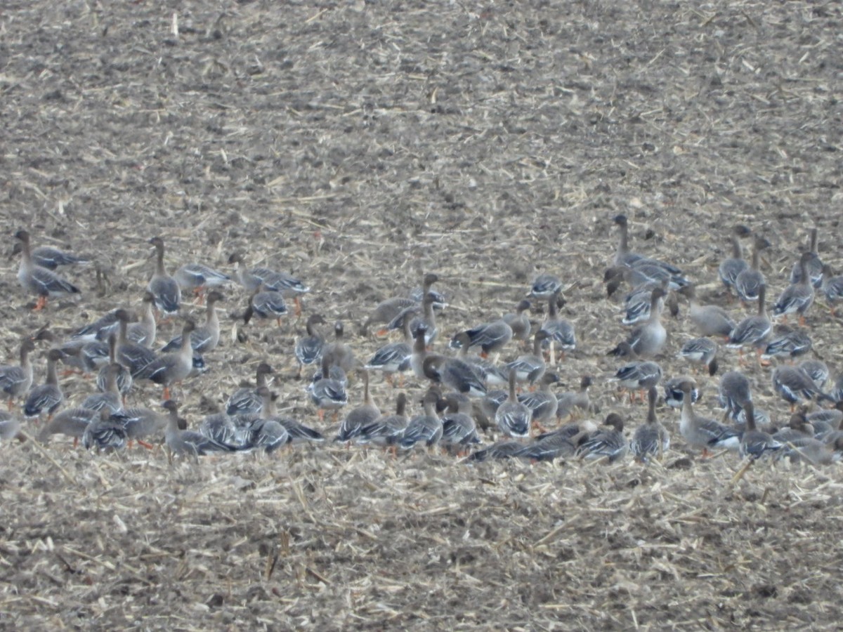 Tundra Bean-Goose - ML615216122