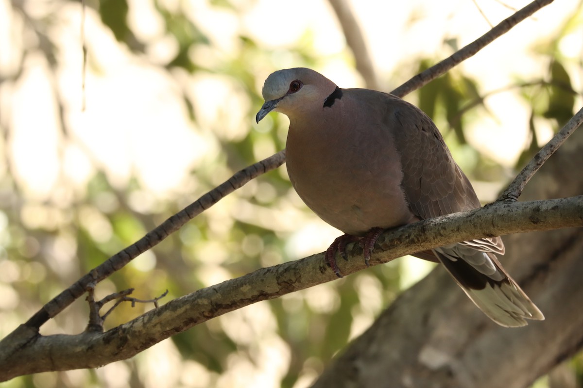 Red-eyed Dove - ML615216146