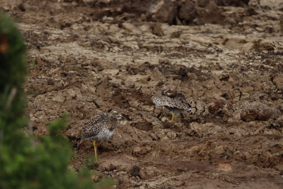 Spotted Thick-knee - ML615216191