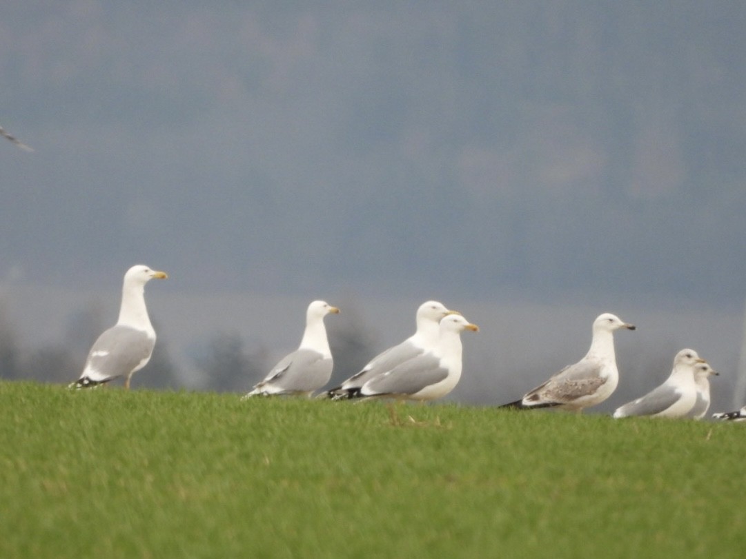 Caspian Gull - ML615216193