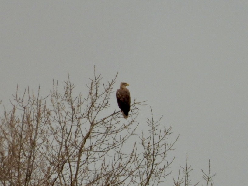 White-tailed Eagle - ML615216241