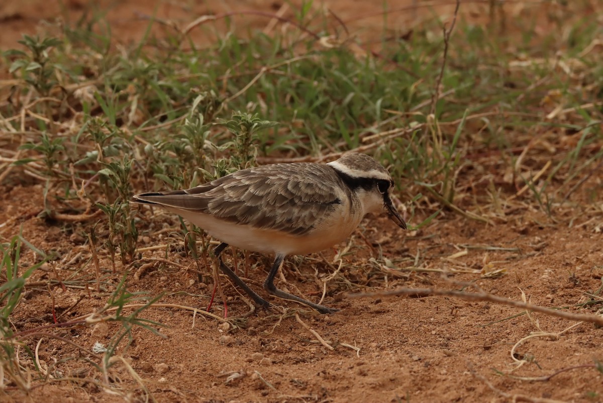 Kittlitz's Plover - ML615216244