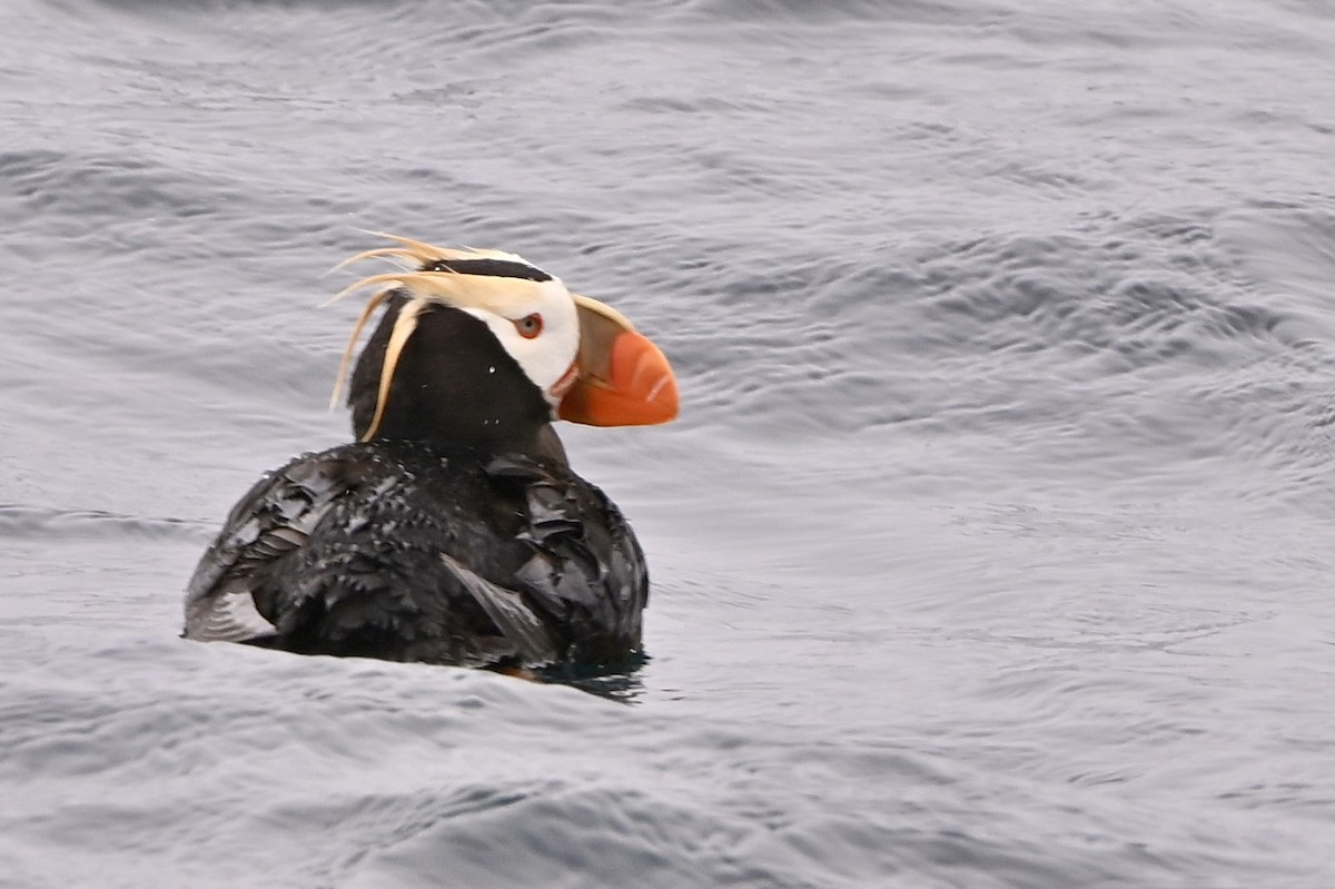 Tufted Puffin - Charlotte Pavelka & Doug Reitz