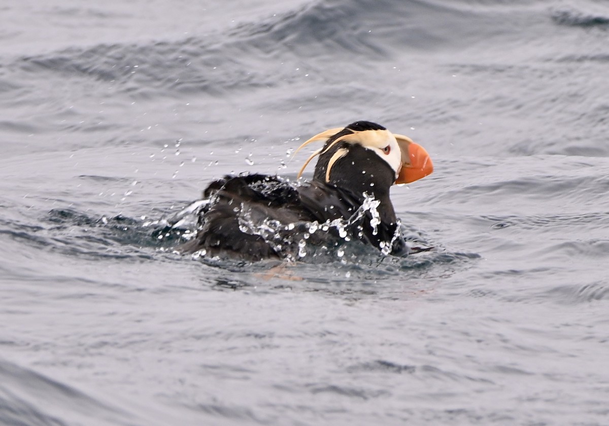 Tufted Puffin - Charlotte Pavelka & Doug Reitz