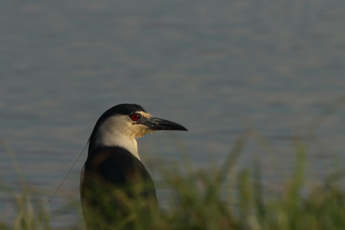 Black-crowned Night Heron - ML615216307