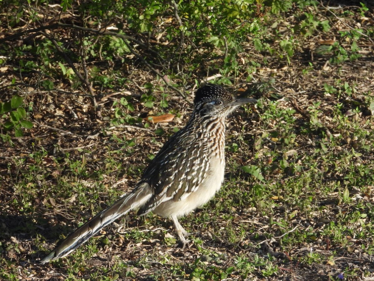 Greater Roadrunner - ML615216310