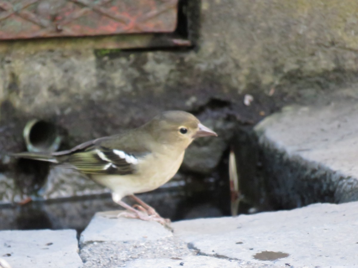 Canary Islands Chaffinch (La Palma) - ML615216363