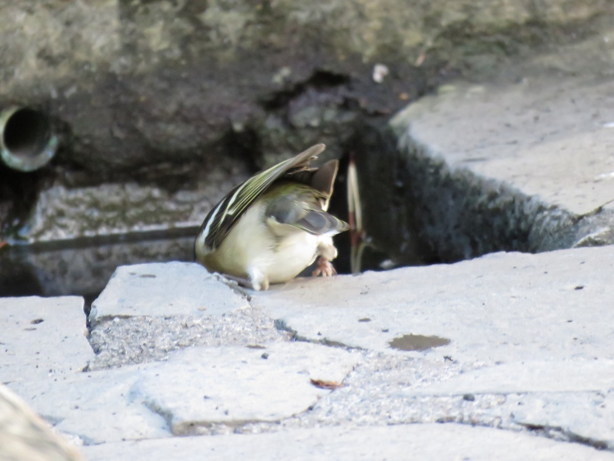 Canary Islands Chaffinch (La Palma) - ML615216366