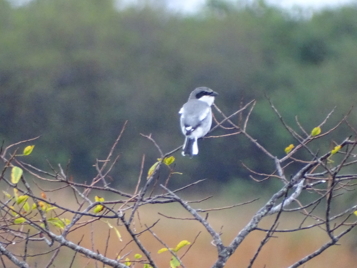 Loggerhead Shrike - ML615216369