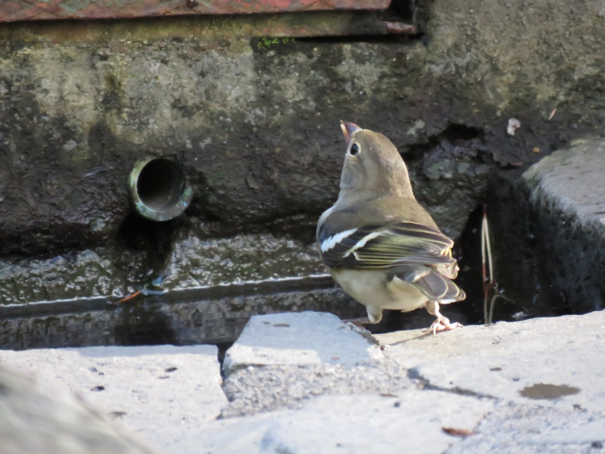 Canary Islands Chaffinch (La Palma) - ML615216393