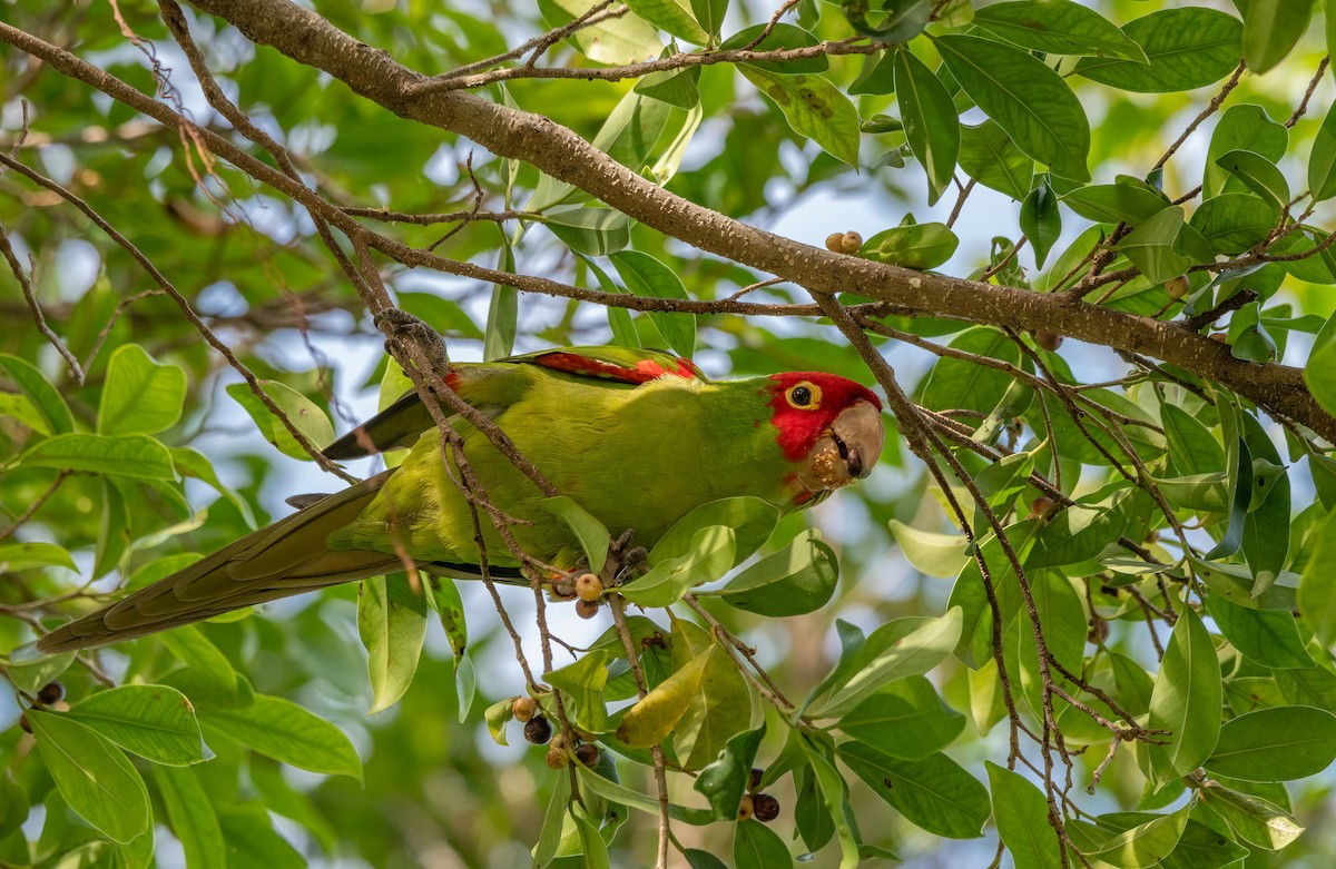 Mitred/Red-masked Parakeet - ML615216427