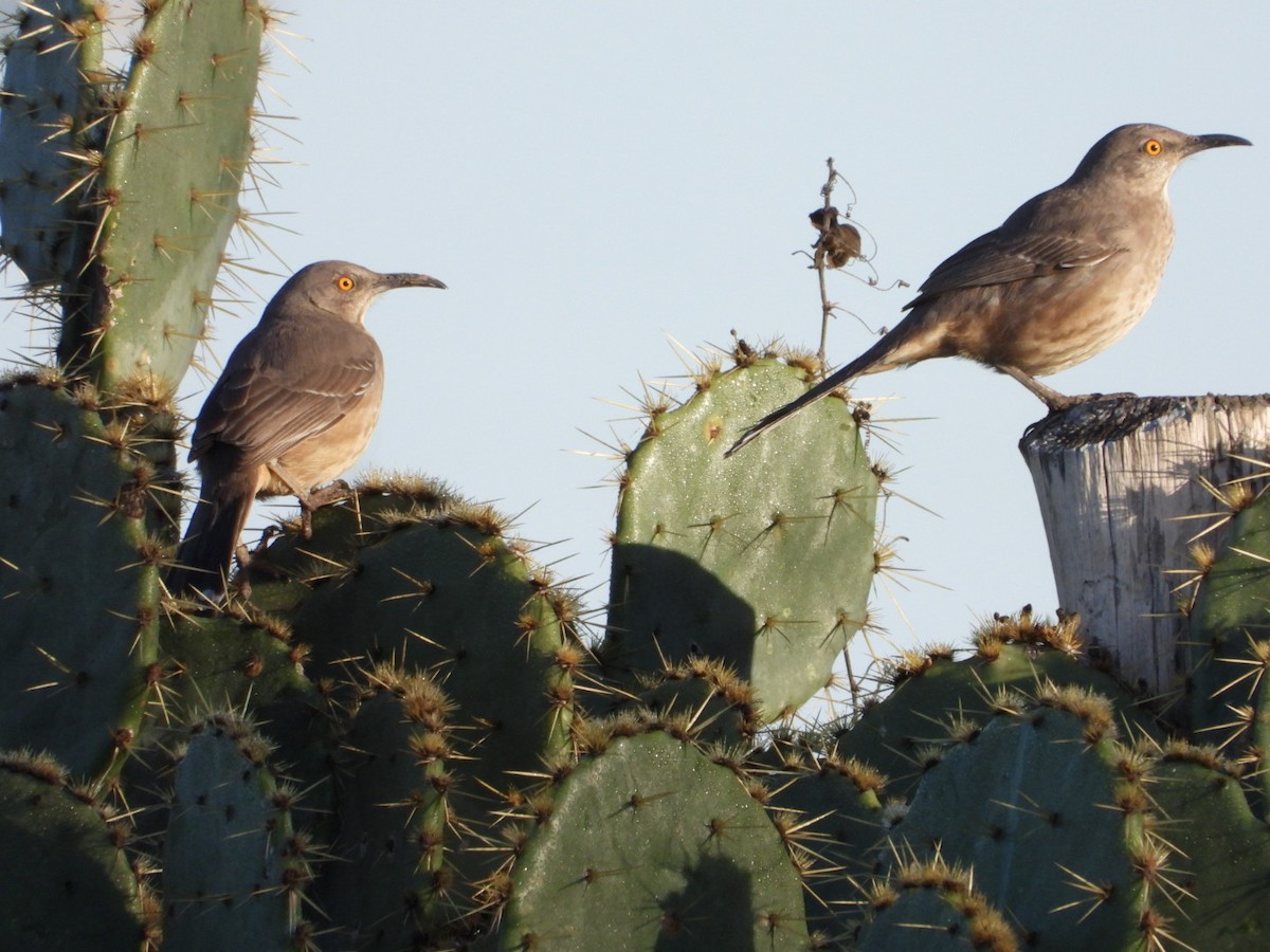 Curve-billed Thrasher - ML615216452